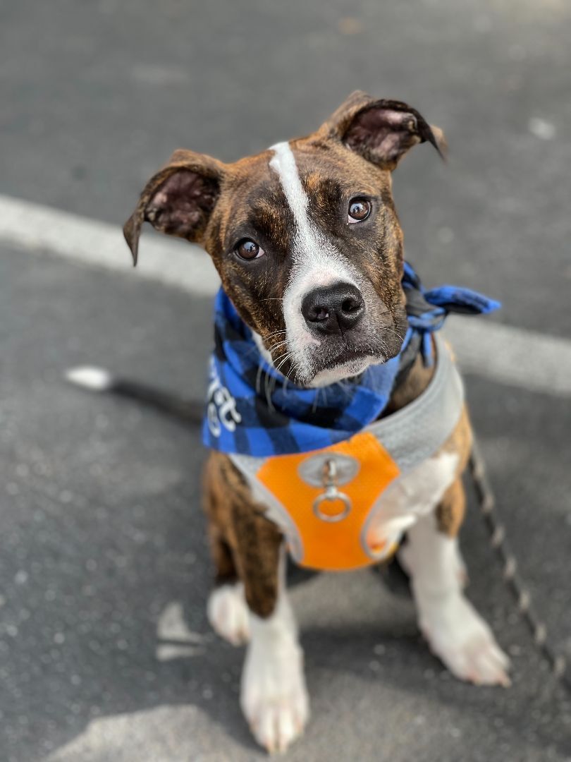Enlarge Jack, a Adopted mixed breed in Greer, SC image 3/12
