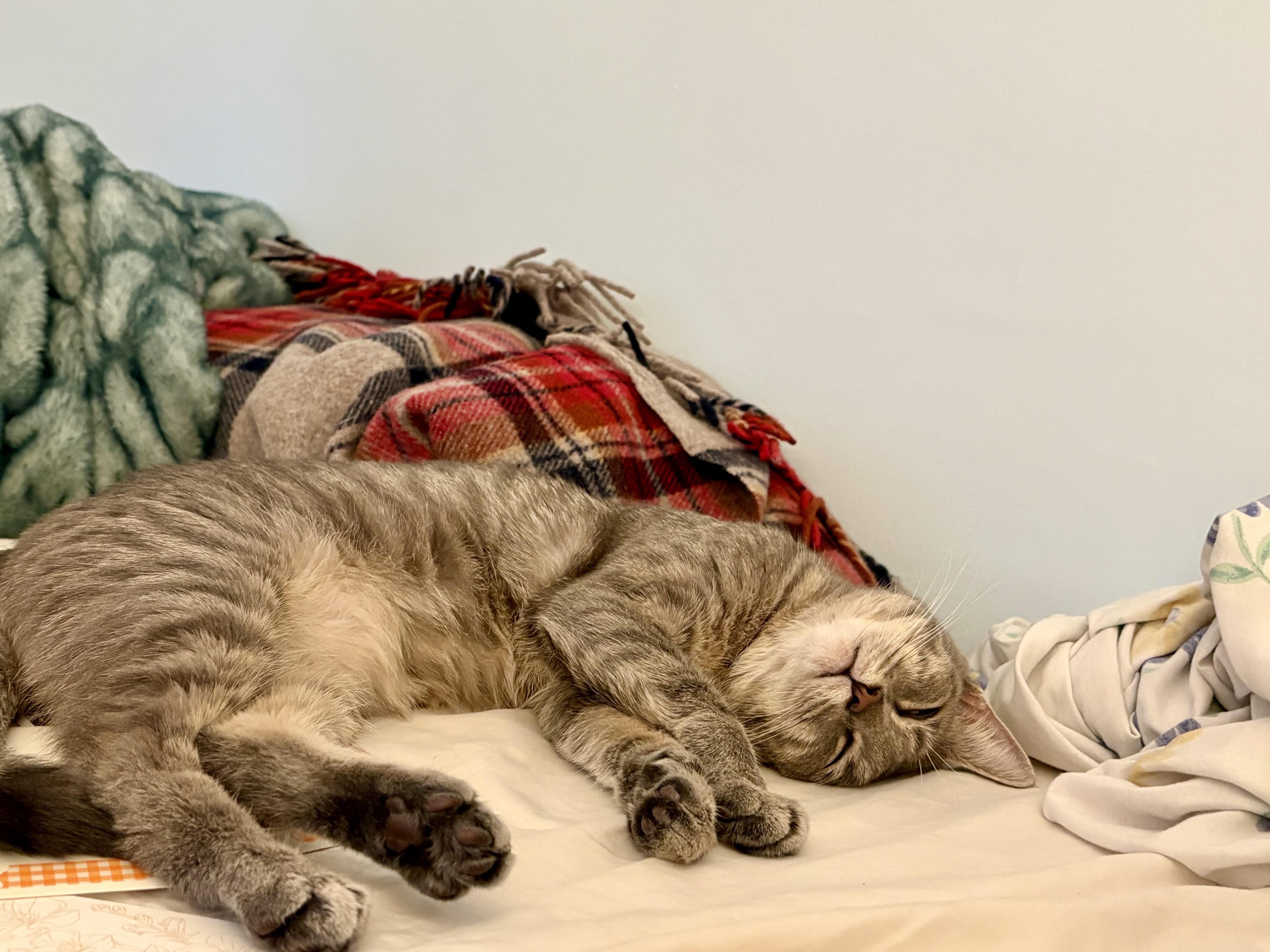 Deebo, a ADOPTABLE Domestic Short Hair in Cambridge, MA image 3/6