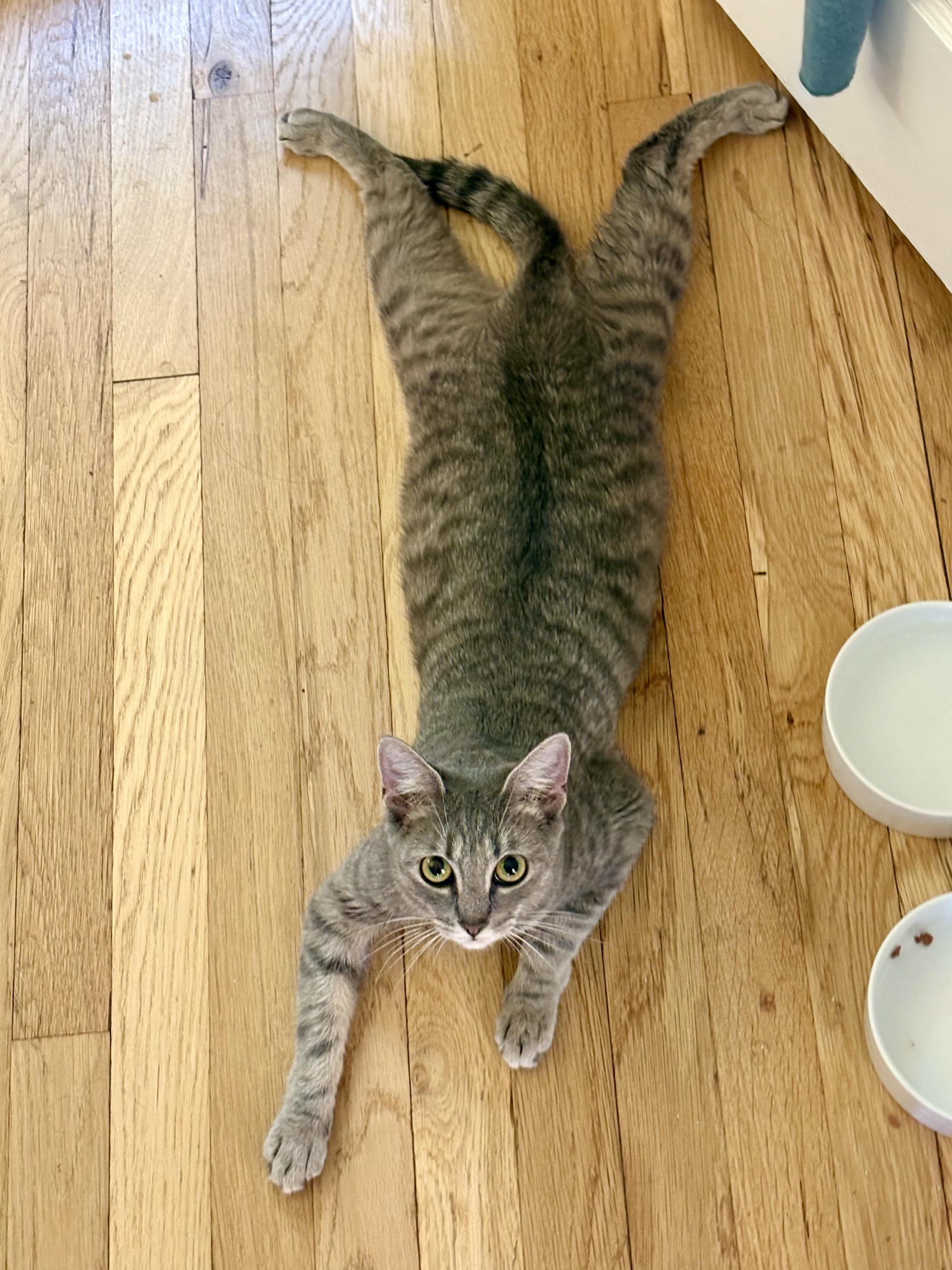 Deebo, a ADOPTABLE Domestic Short Hair in Cambridge, MA image 6/6
