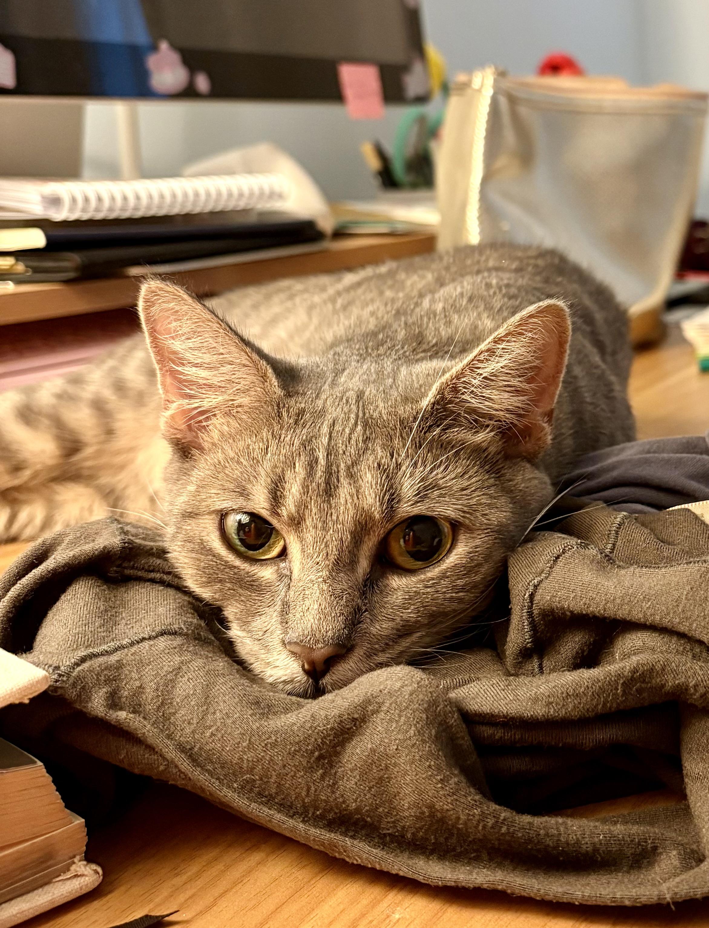 Deebo, a ADOPTABLE Domestic Short Hair in Cambridge, MA image 2/6