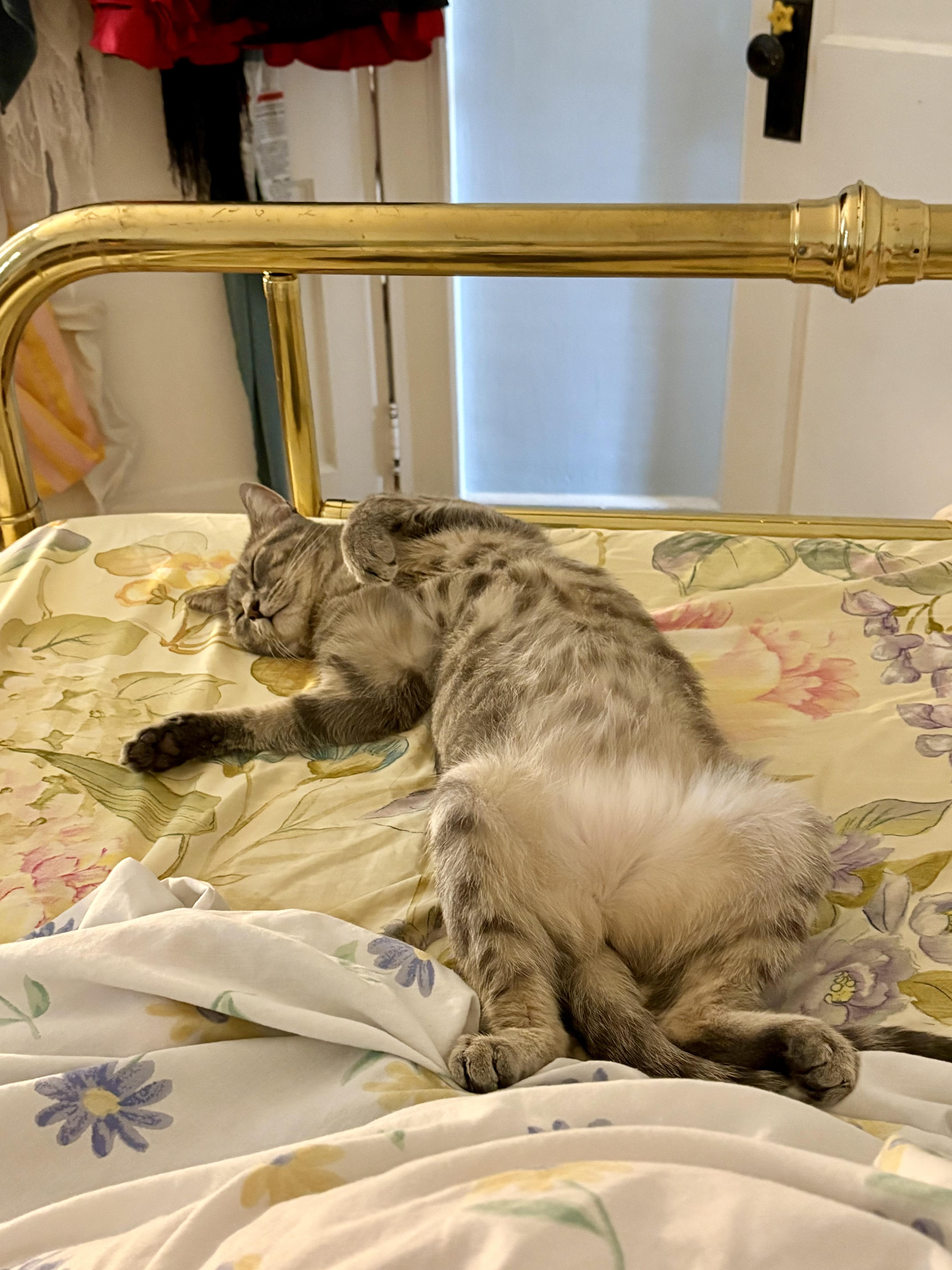 Deebo, a ADOPTABLE Domestic Short Hair in Cambridge, MA image 4/6