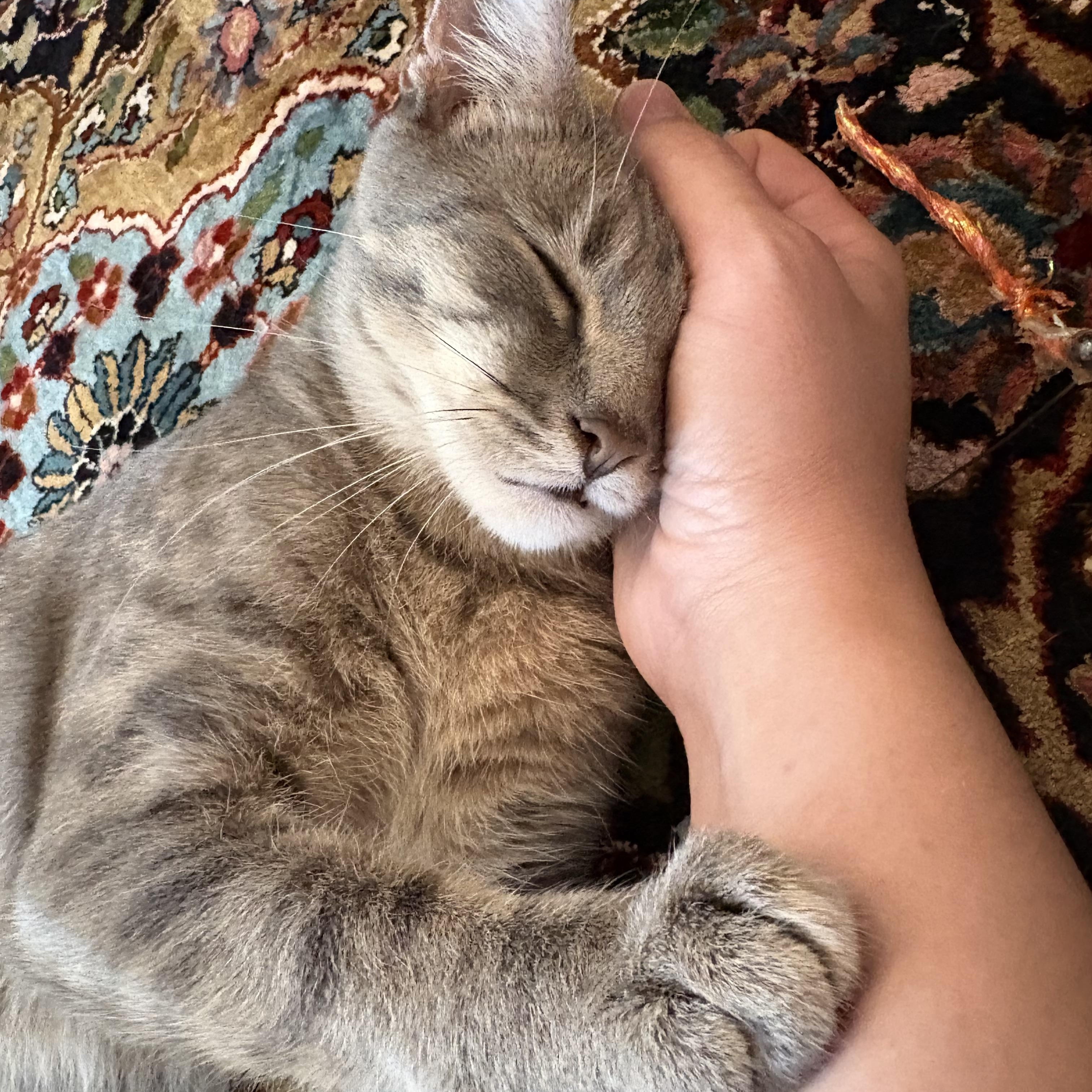Deebo, ADOPTABLE, Young Female Domestic Short Hair.