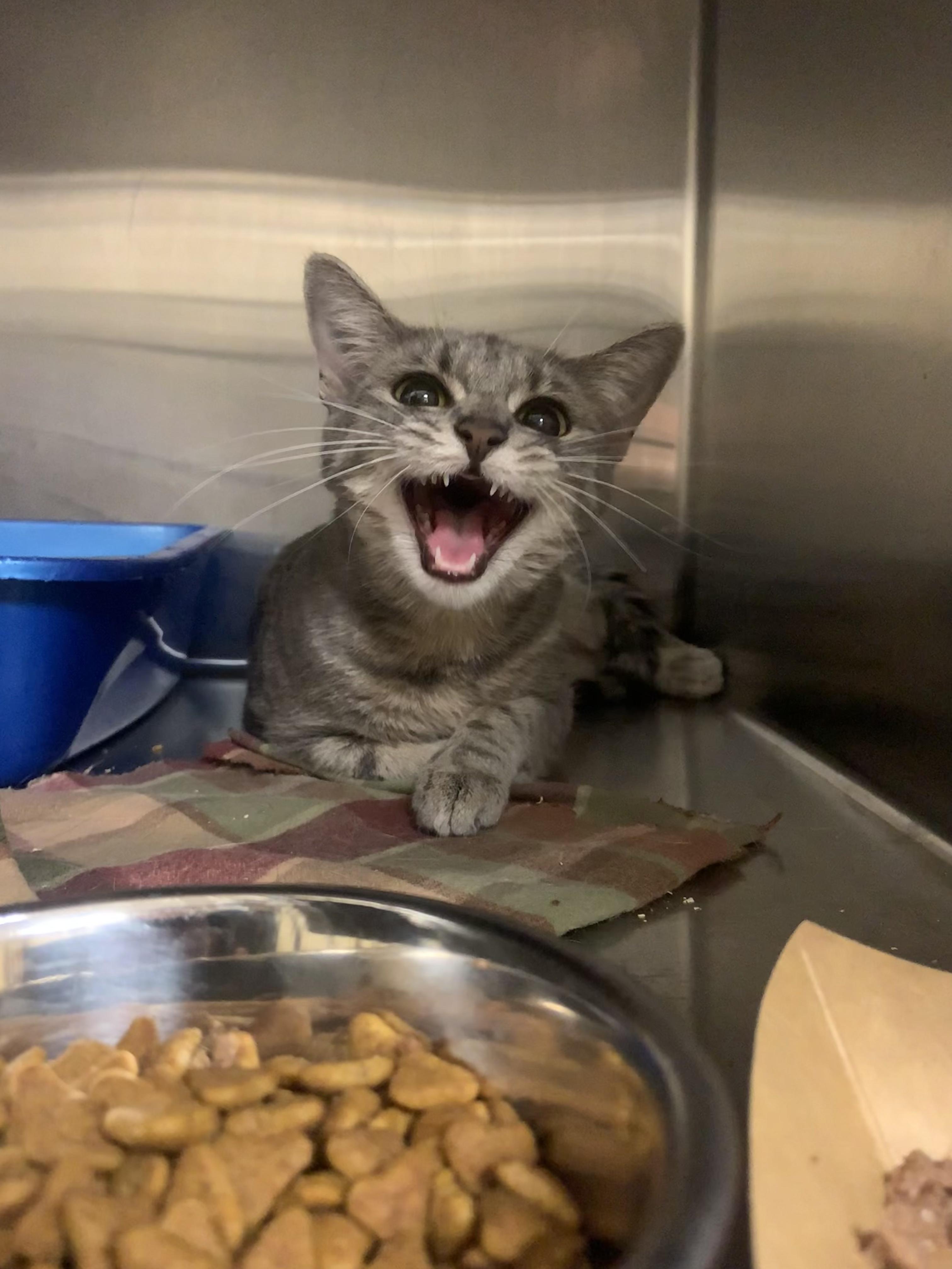 Deebo, a ADOPTABLE Domestic Short Hair in Cambridge, MA image 5/6