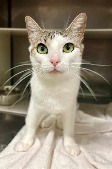 Enlarge SERA, a Adoptable Domestic Short Hair in York, SC image 1/1