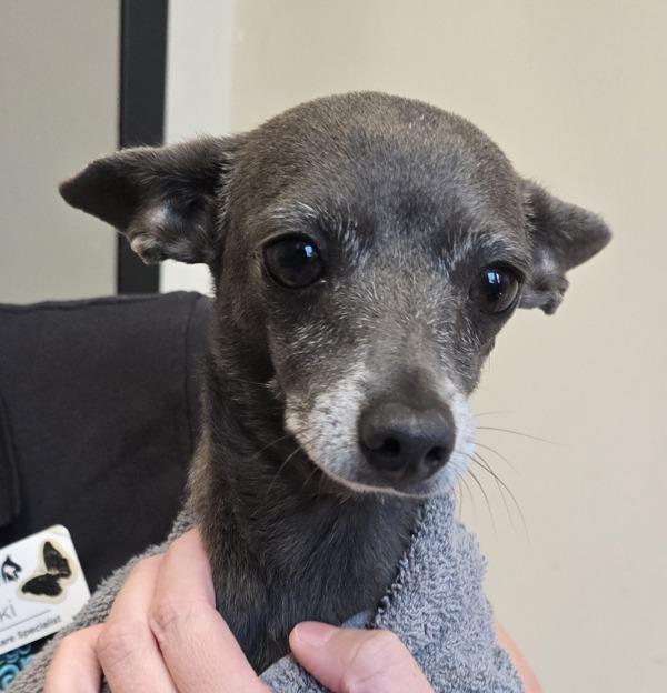 Enlarge Over, a Adoptable mixed breed in El Cajon, CA image 1/1