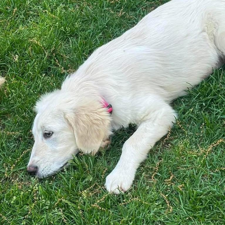 Fig, a ADOPTABLE mixed breed in Yaphank, NY image 3/4