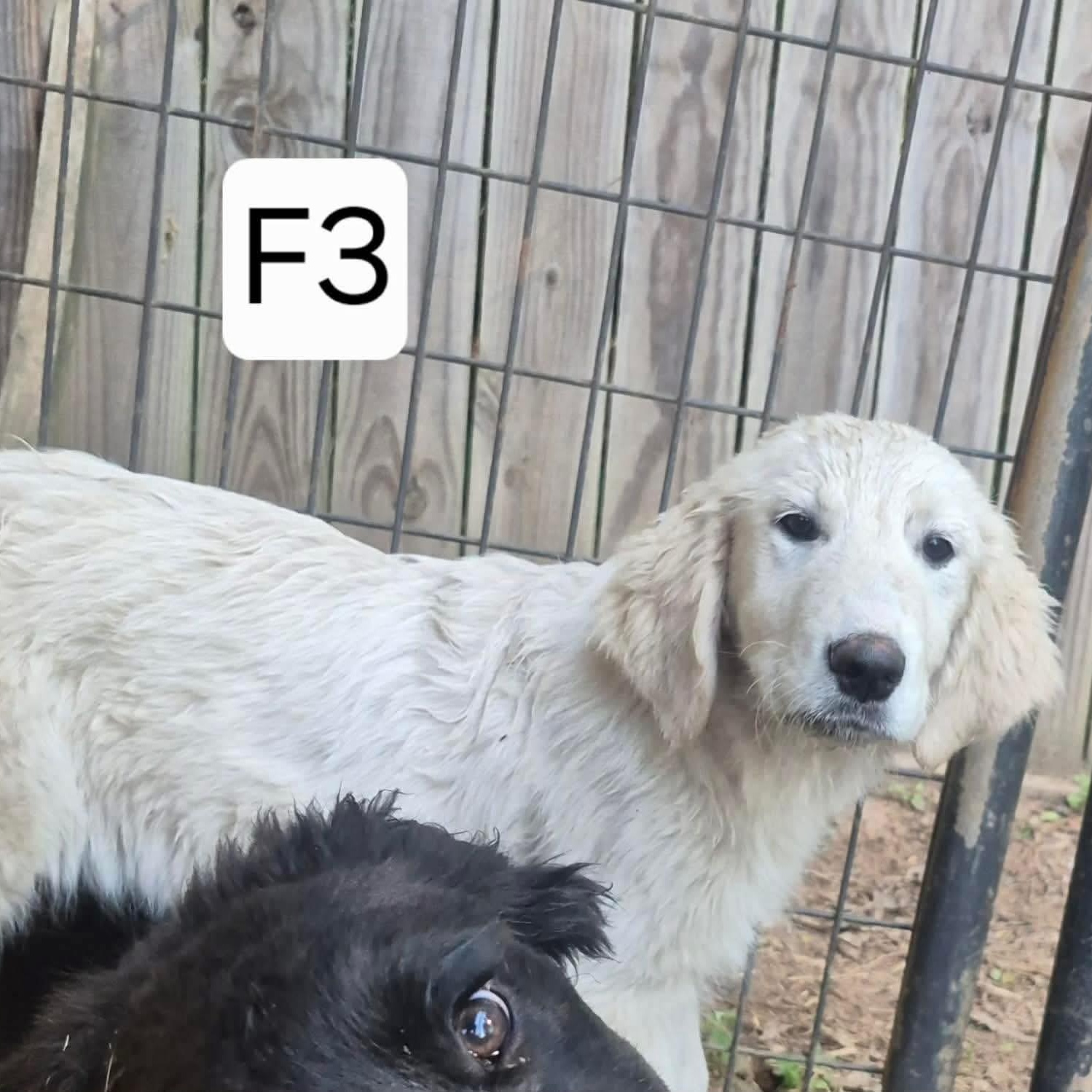 Fig, a ADOPTABLE mixed breed in Yaphank, NY image 4/4