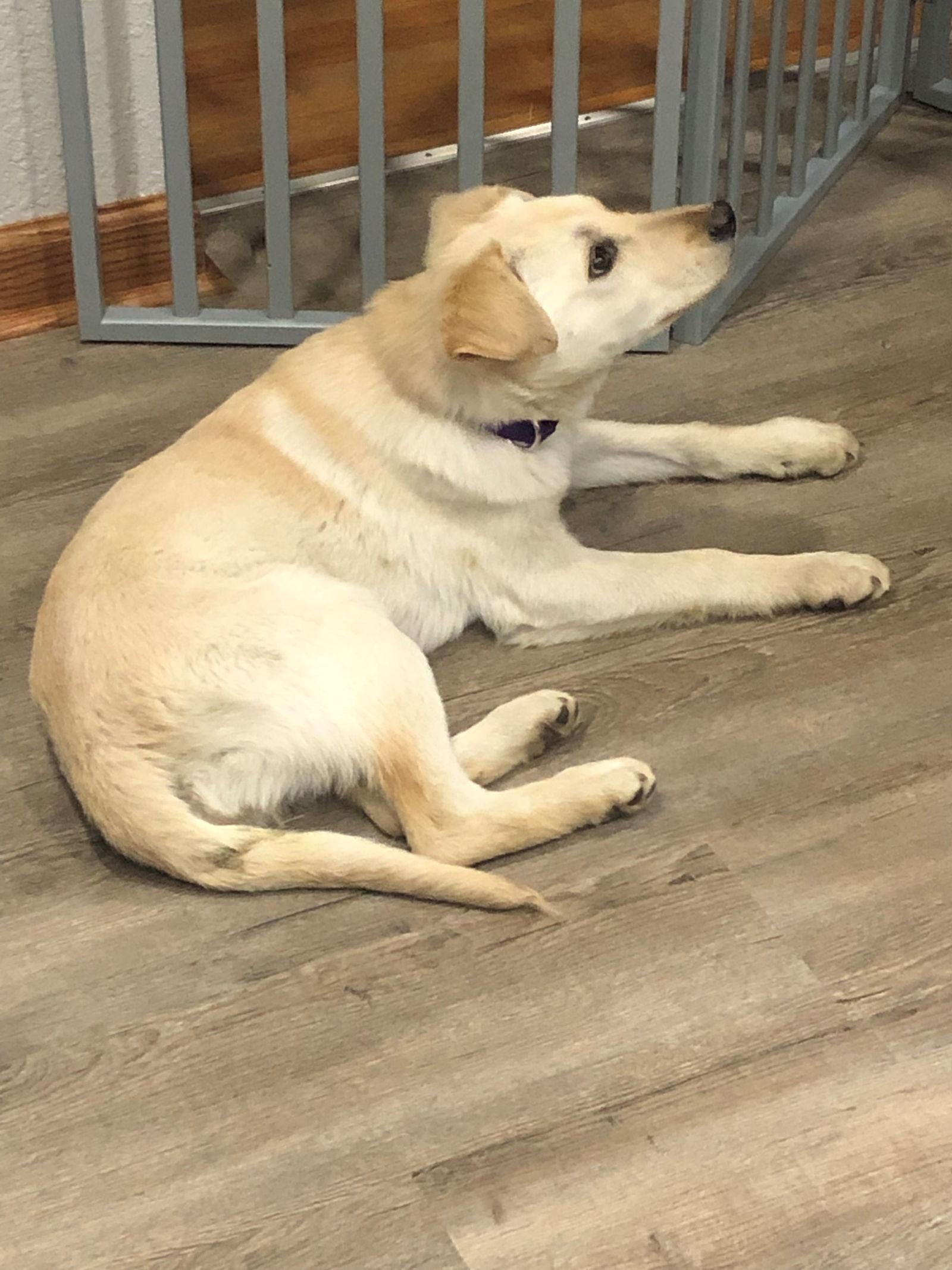 Marie, Adopted, Puppy Female Shepherd.