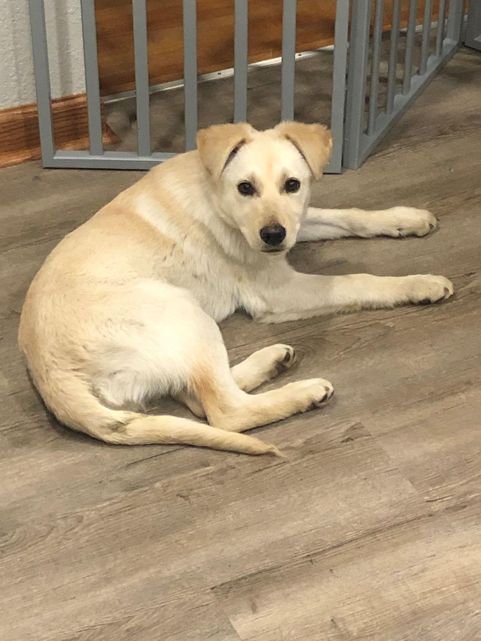 Enlarge Marie, a Adopted Shepherd in Brandon, SD image 2/2