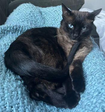 Fig, adopted, Adult Male Siamese.