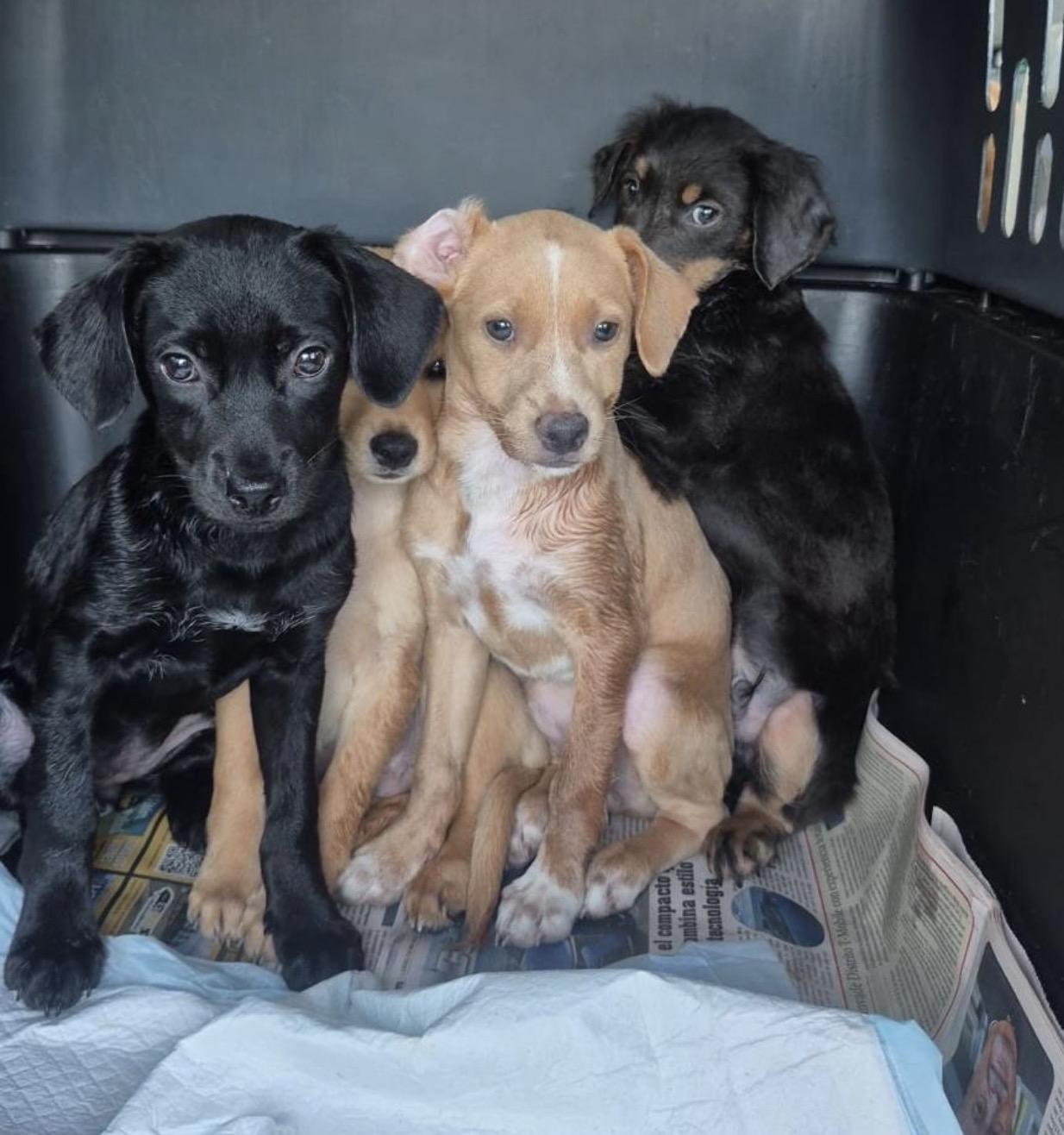 Enlarge NINA, a Adoptable mixed breed in Annapolis, NY image 5/5