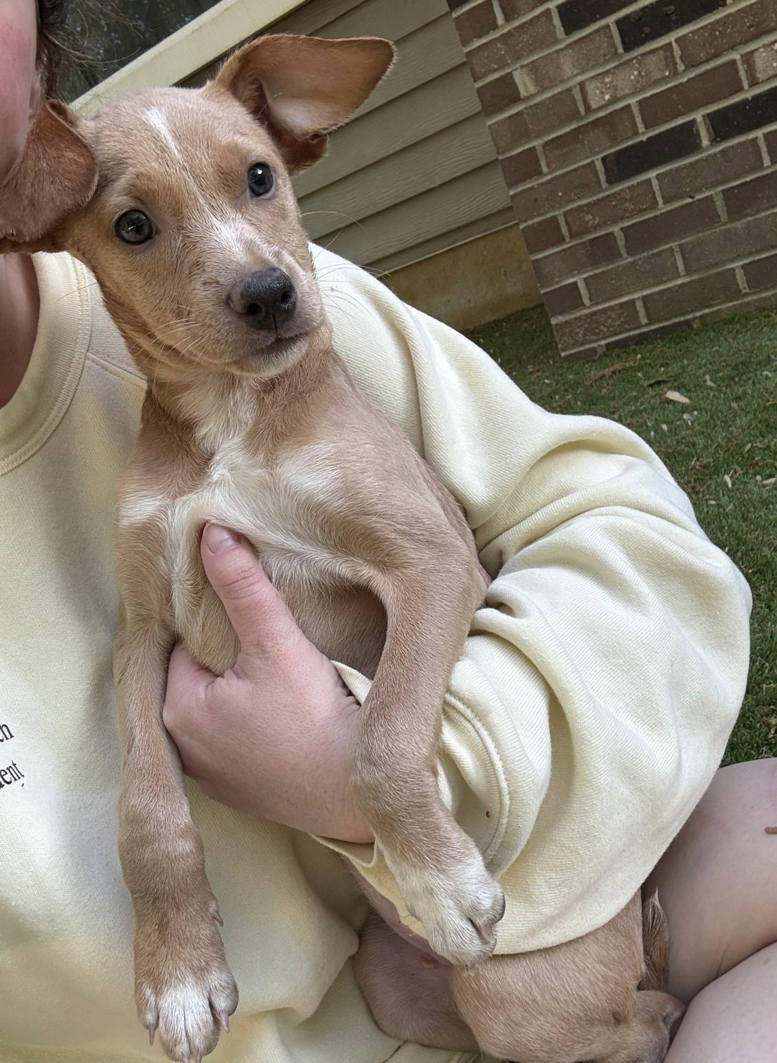 Enlarge NINA, an adopted mixed breed in Annapolis, NY image 6/6