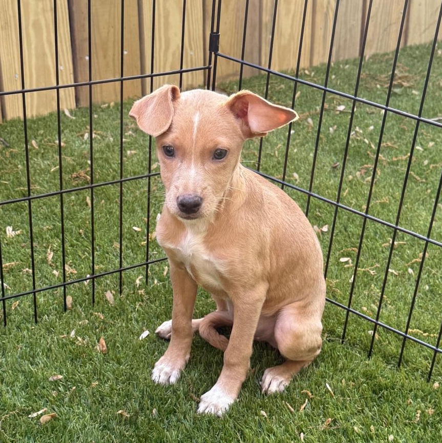 NINA, Adoptable, Puppy Female Labrador Retriever & Chihuahua.
