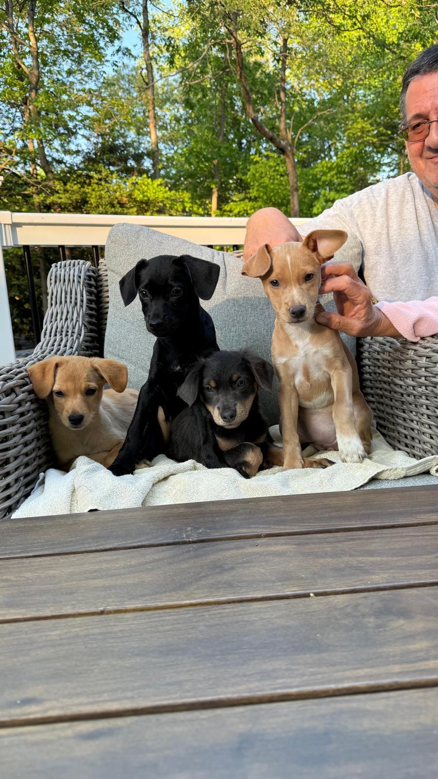 Enlarge NINA, a Adoptable mixed breed in Annapolis, NY image 3/5