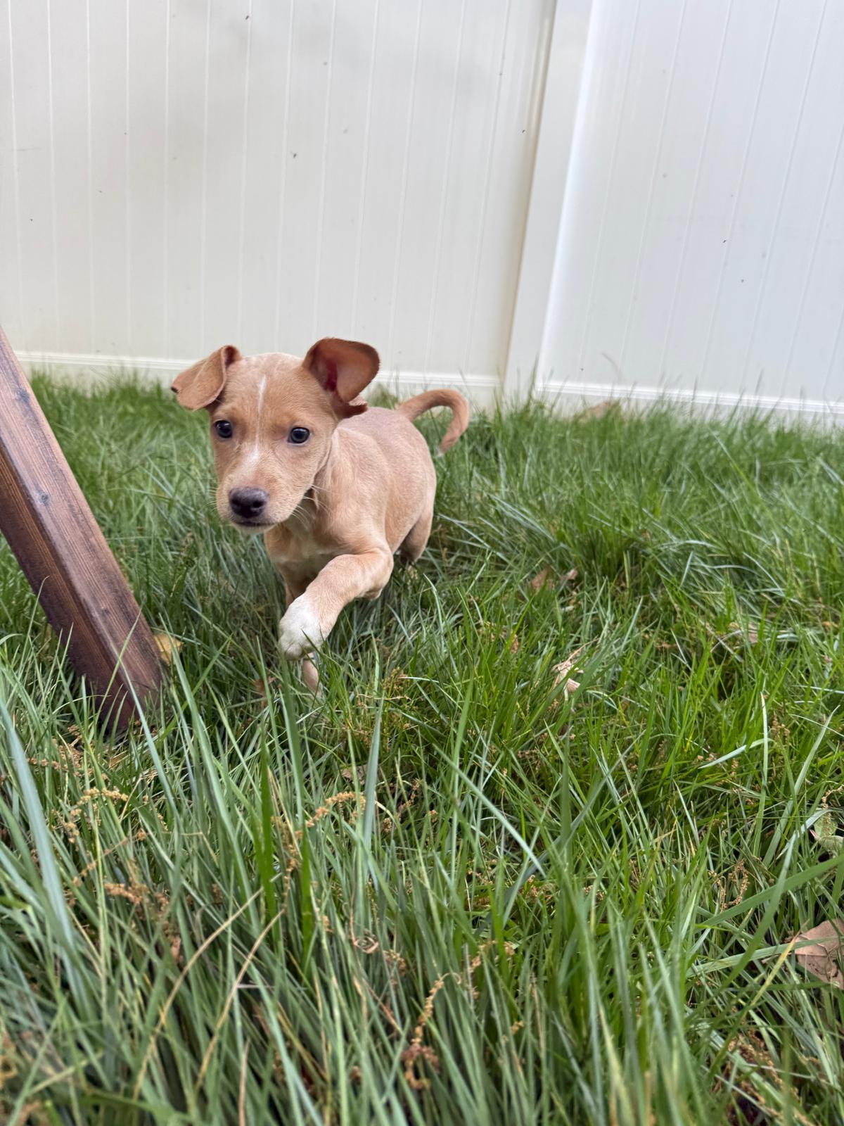Enlarge NINA, a Adoptable mixed breed in Annapolis, NY image 2/5