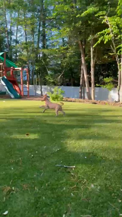 Enlarge NINA, a Adoptable mixed breed in Annapolis, NY video 4/5