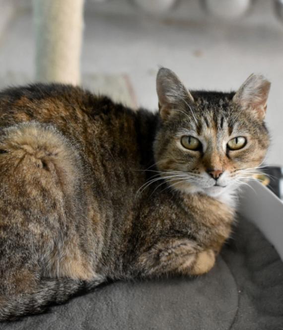 Eela, Adoptable, Adult Female Domestic Short Hair.