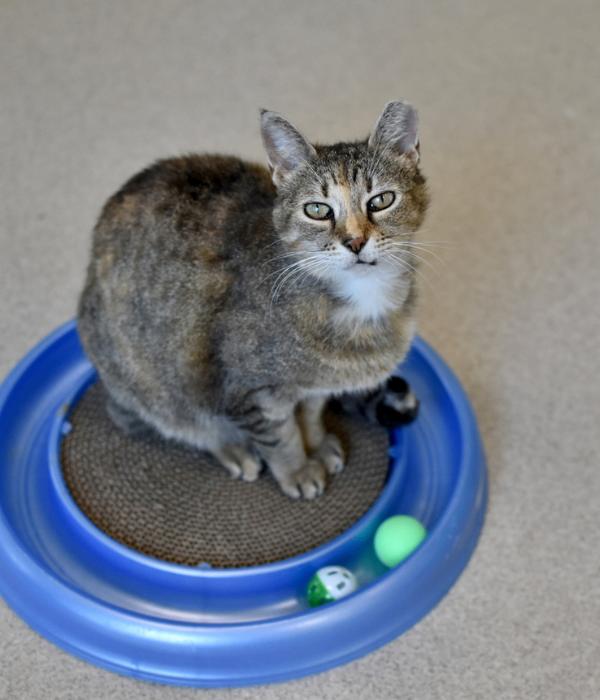 Enlarge Eela, a Adoptable Domestic Short Hair in Marietta, GA image 2/6