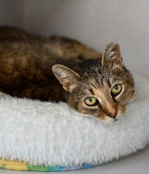 Enlarge Eela, a Adoptable Domestic Short Hair in Marietta, GA image 2/6