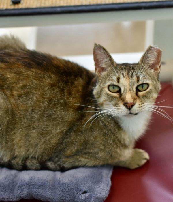 Eela, a Adoptable Domestic Short Hair in Marietta, GA image 3/6