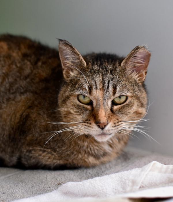 Enlarge Eela, a Adoptable Domestic Short Hair in Marietta, GA image 3/6