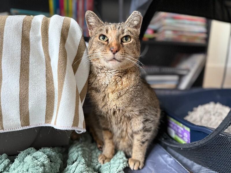 Enlarge Eela, a Adoptable Domestic Short Hair in Marietta, GA image 4/6