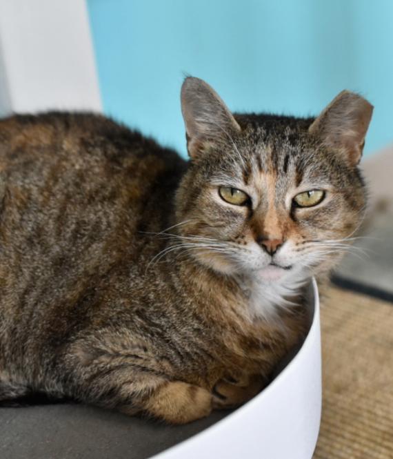 Enlarge Eela, a Adoptable Domestic Short Hair in Marietta, GA image 5/6