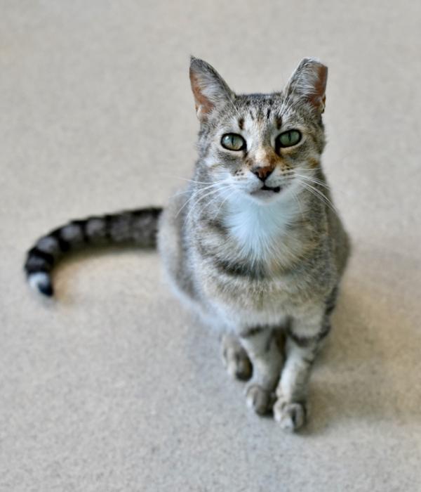 Eela, a Adoptable Domestic Short Hair in Marietta, GA image 5/6