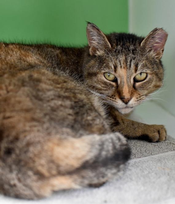 Enlarge Eela, a Adoptable Domestic Short Hair in Marietta, GA image 6/6