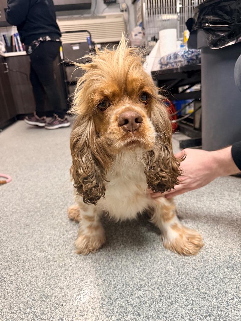 Enlarge Brandy, a Adopted Cocker Spaniel in Huntington, IN image 1/1