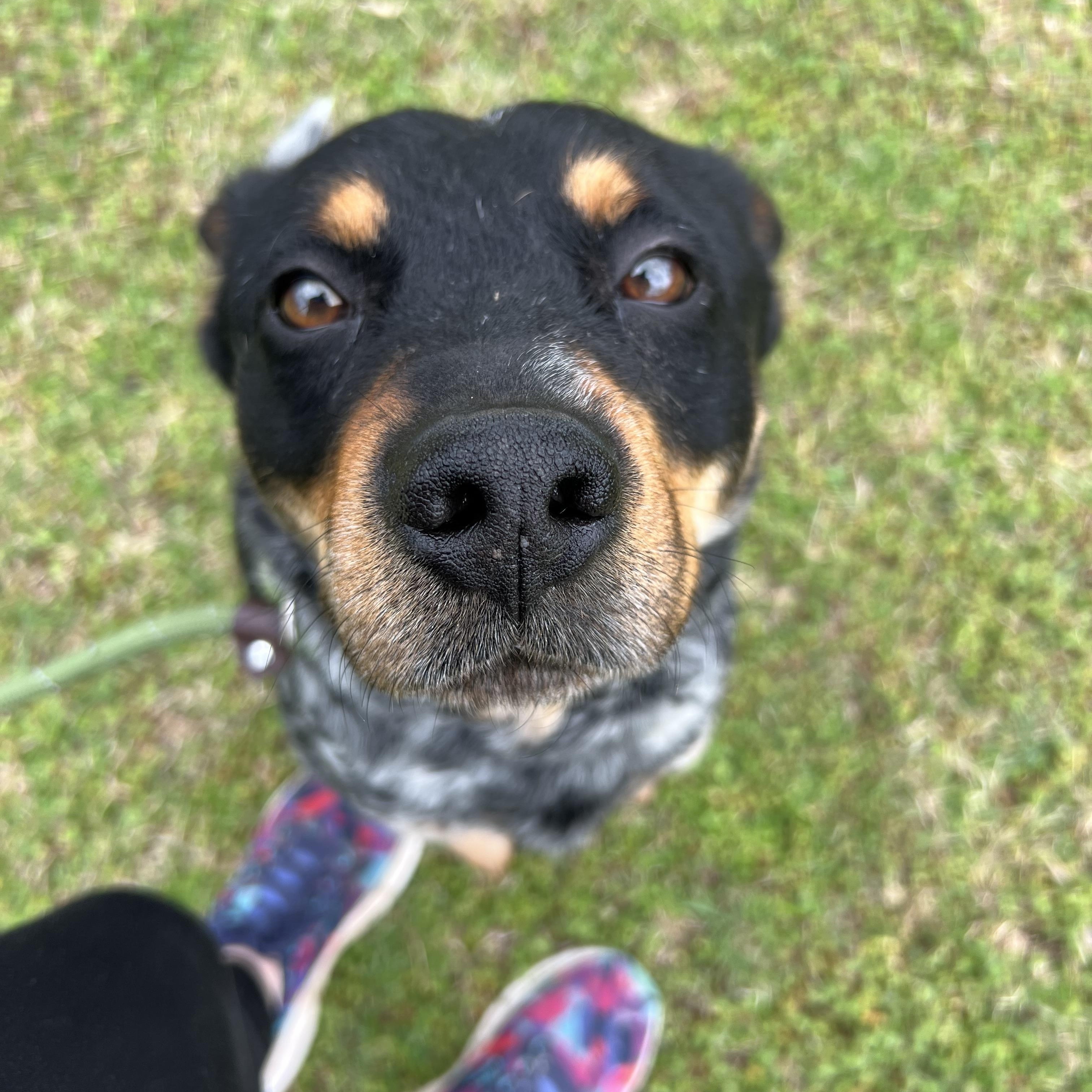 Enlarge Larry, an adopted mixed breed in Sherman, TX image 4/5