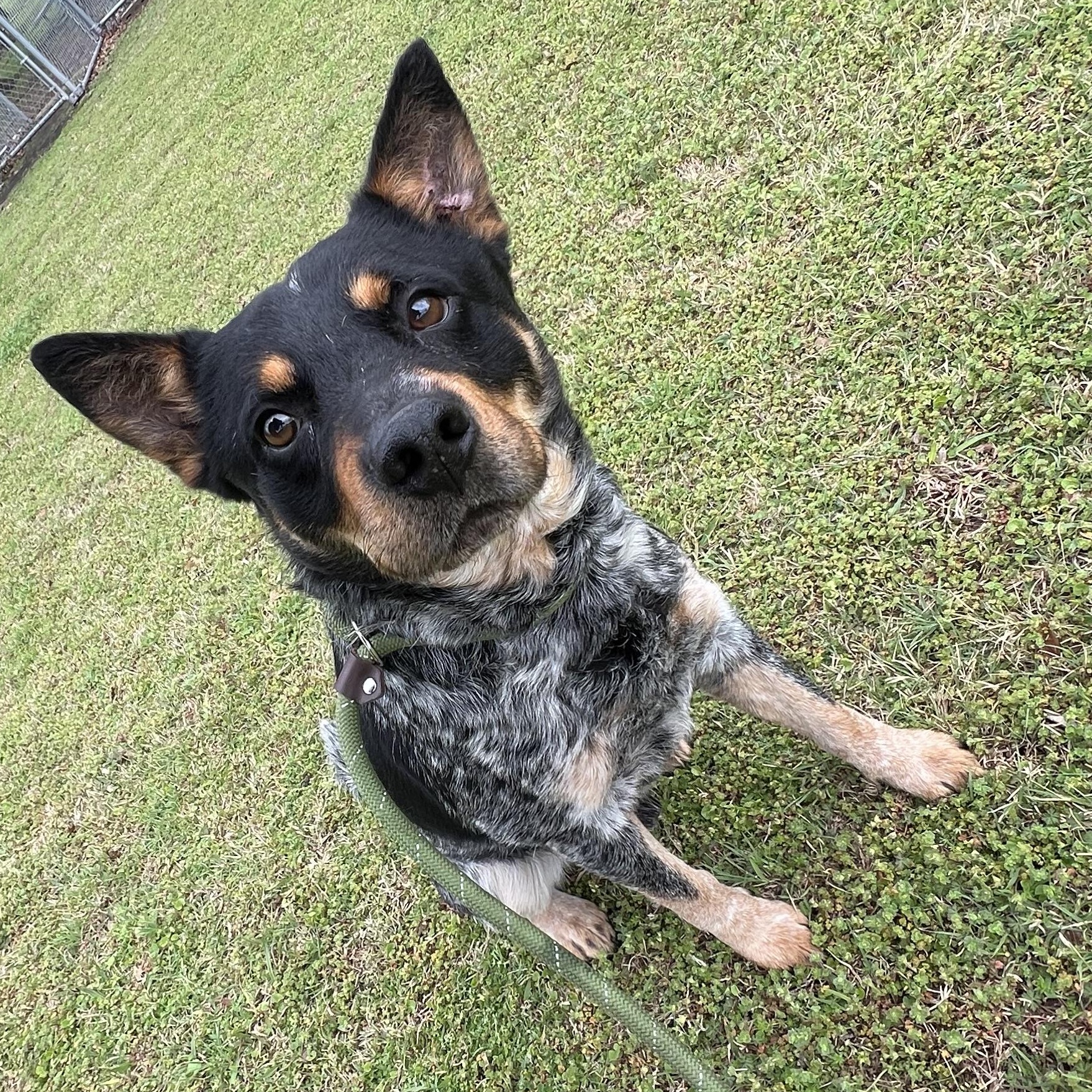 Enlarge Larry, an adopted mixed breed in Sherman, TX image 2/5