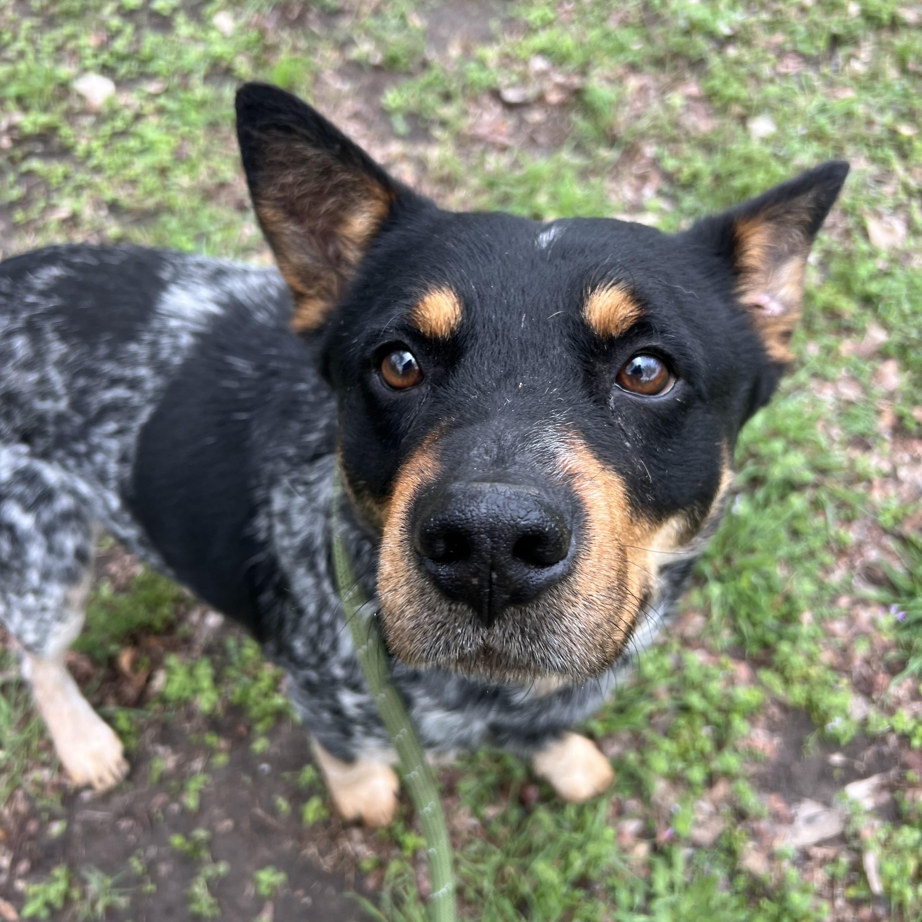 Enlarge Larry, an adopted mixed breed in Sherman, TX image 3/5