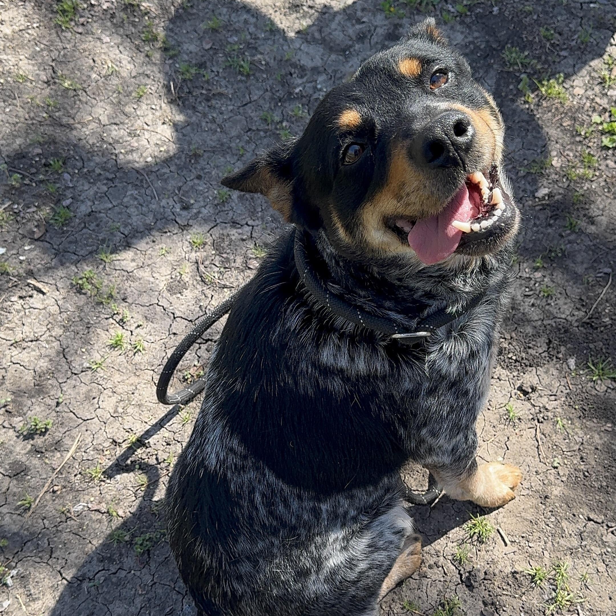 Enlarge Larry, an adopted mixed breed in Sherman, TX image 1/5