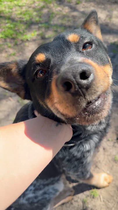 Enlarge Larry, an adopted mixed breed in Sherman, TX video 5/5