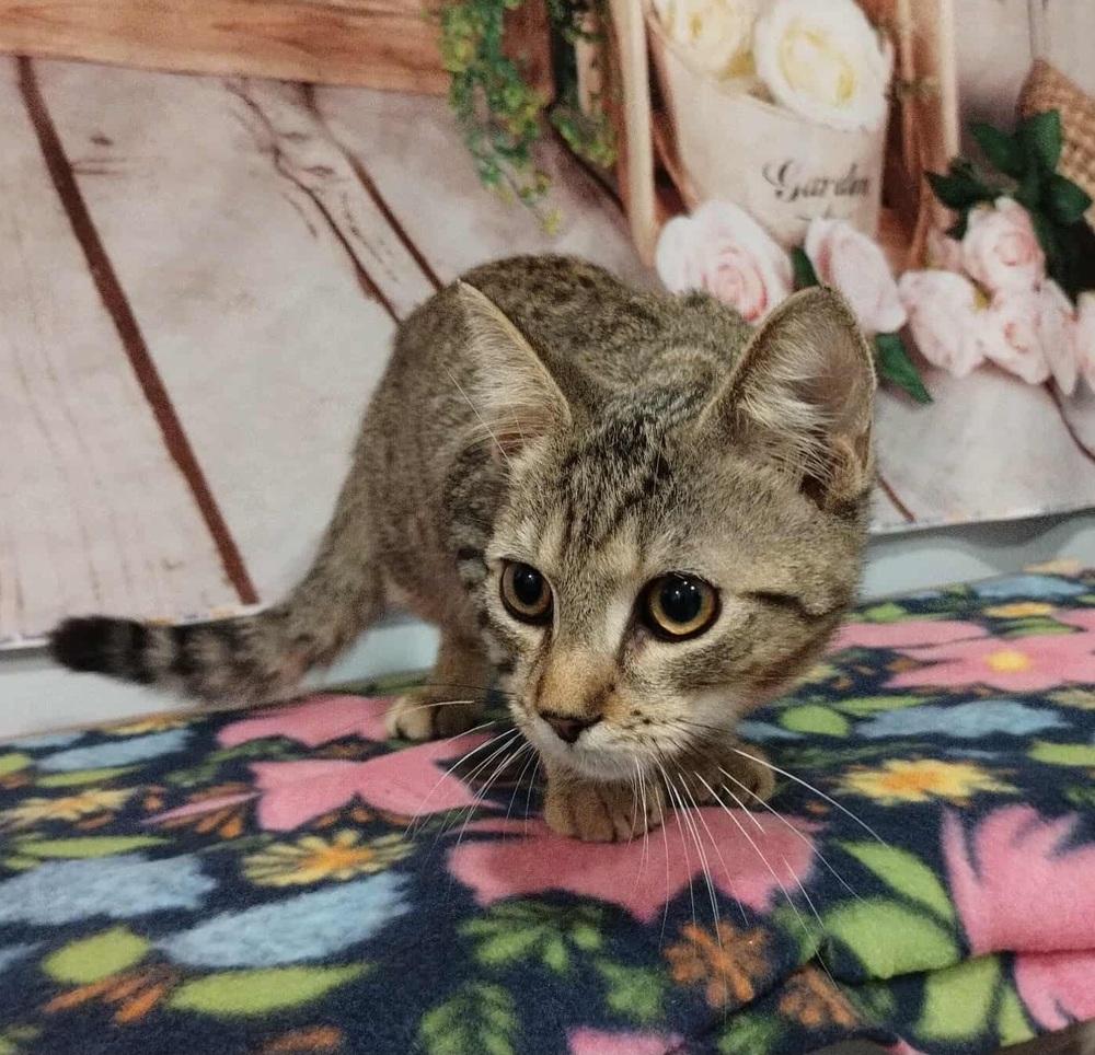 Rikki Tikki Tavi, Adoptable, Adult Male Domestic Short Hair.