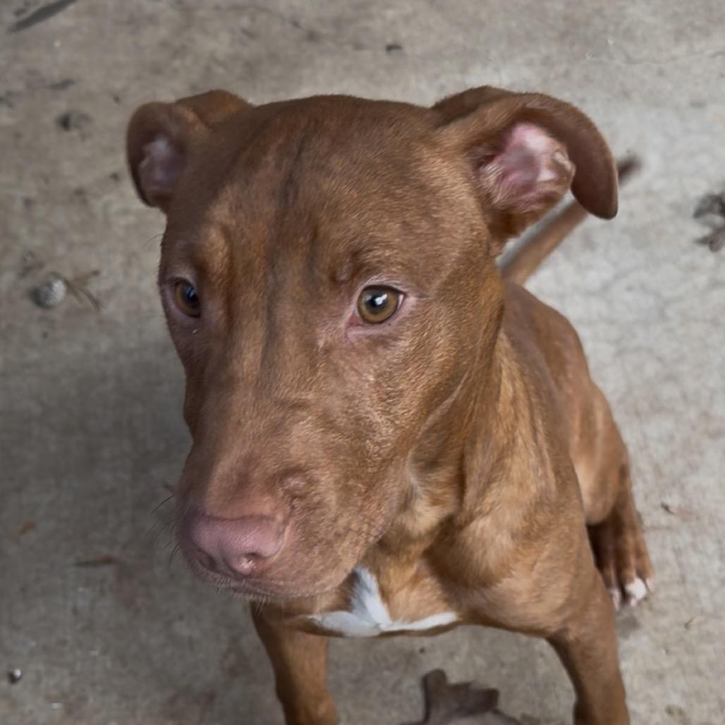 Enlarge Flower, a Adoptable English Bulldog in Franklin, NC image 1/1
