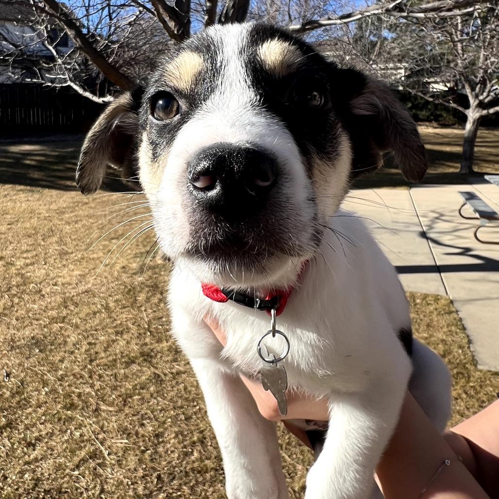 Enlarge Calvin, a Adoptable mixed breed in Fort Collins, CO image 1/3