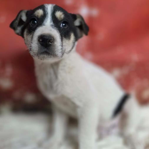 Enlarge Calvin, a Adoptable mixed breed in Fort Collins, CO image 2/3