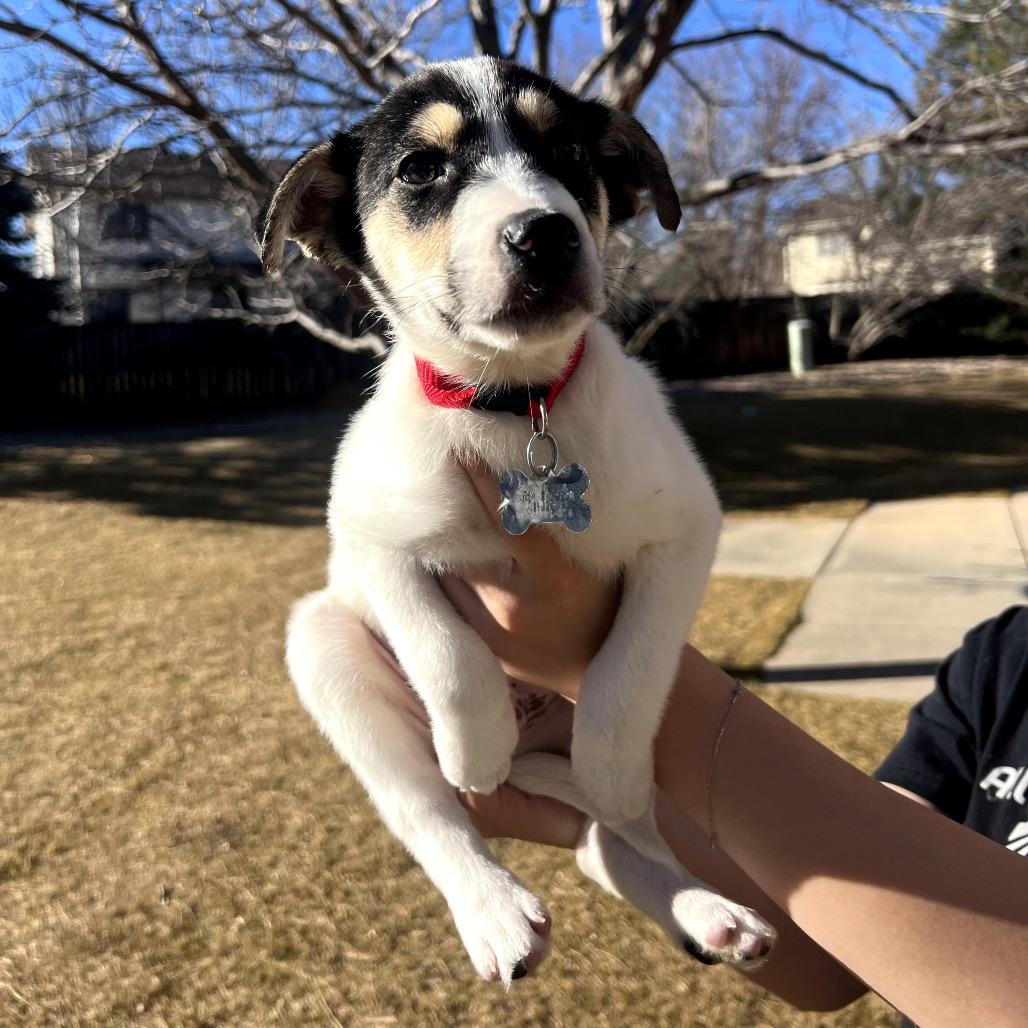 Enlarge Calvin, a Adoptable mixed breed in Fort Collins, CO image 3/3