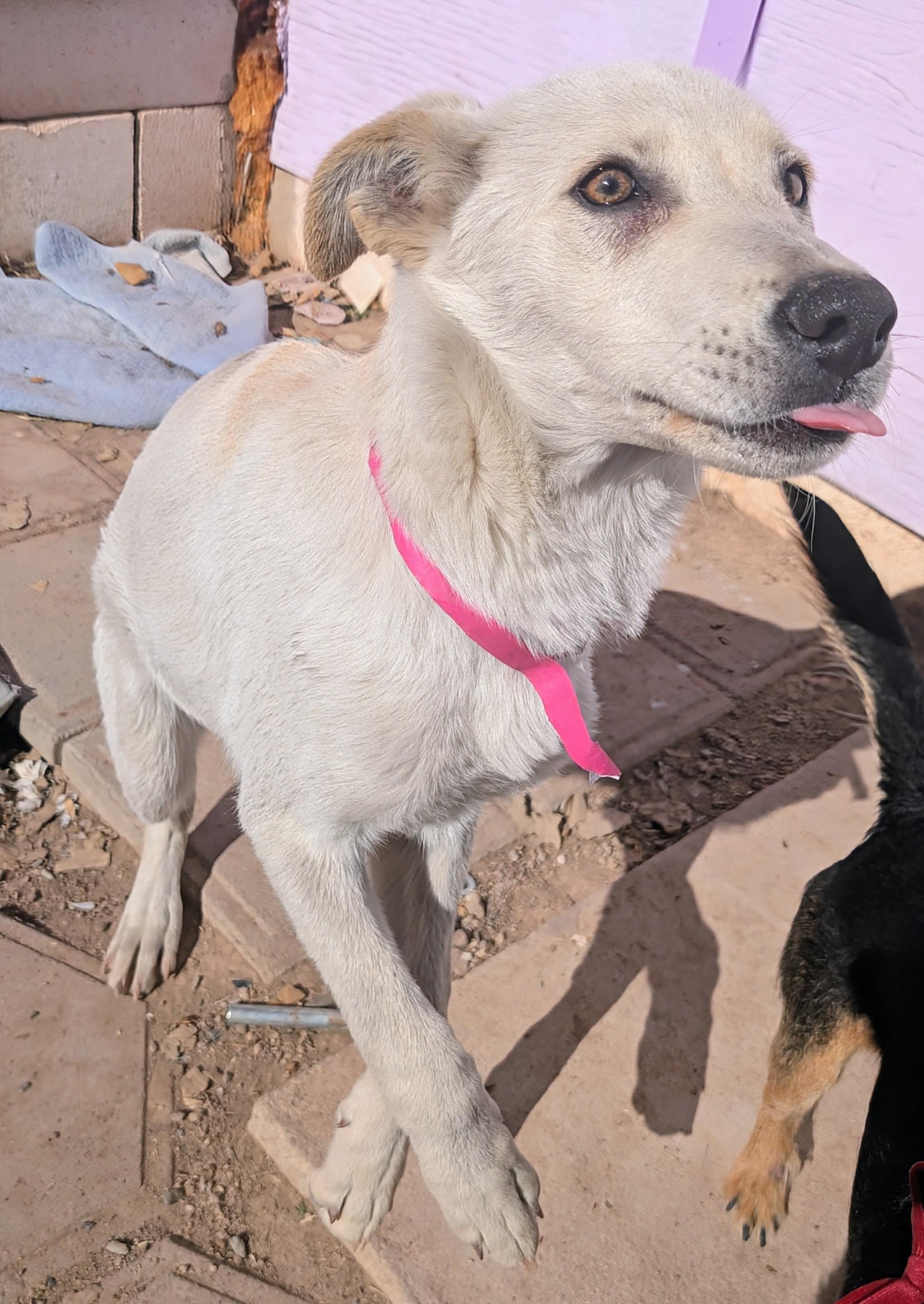 Zina , a ADOPTABLE mixed breed in Saint David, AZ image 1/5