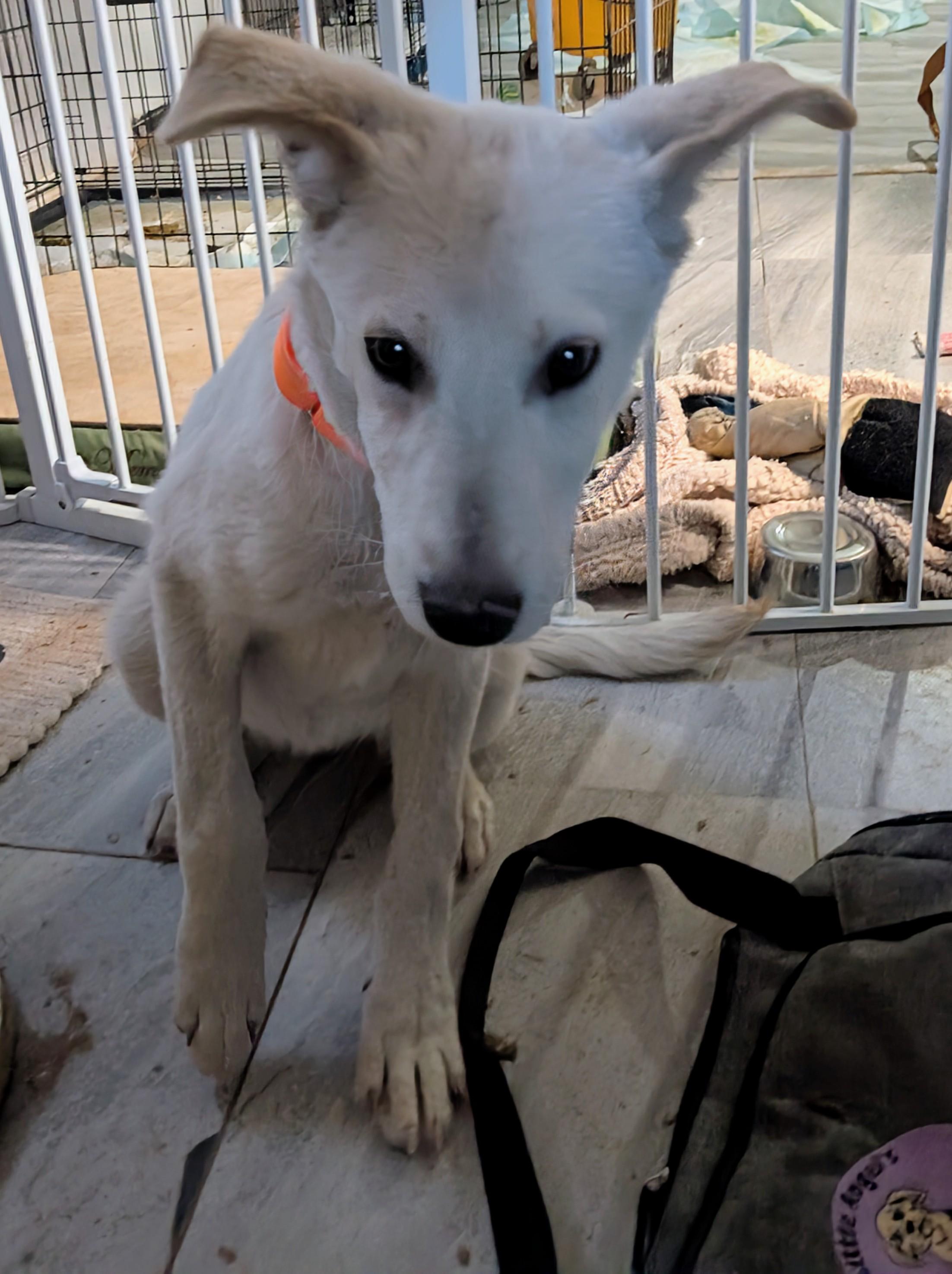 Zina , a ADOPTABLE mixed breed in Saint David, AZ image 2/5
