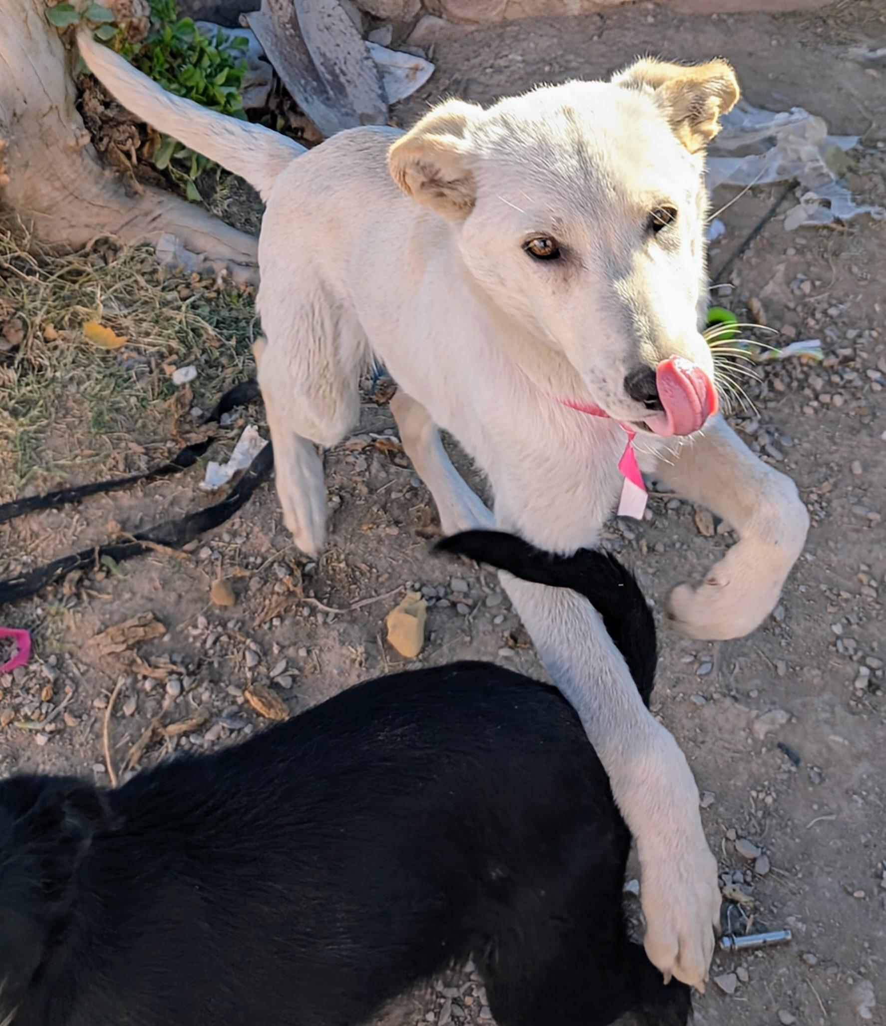 Zina , a ADOPTABLE mixed breed in Saint David, AZ image 3/5