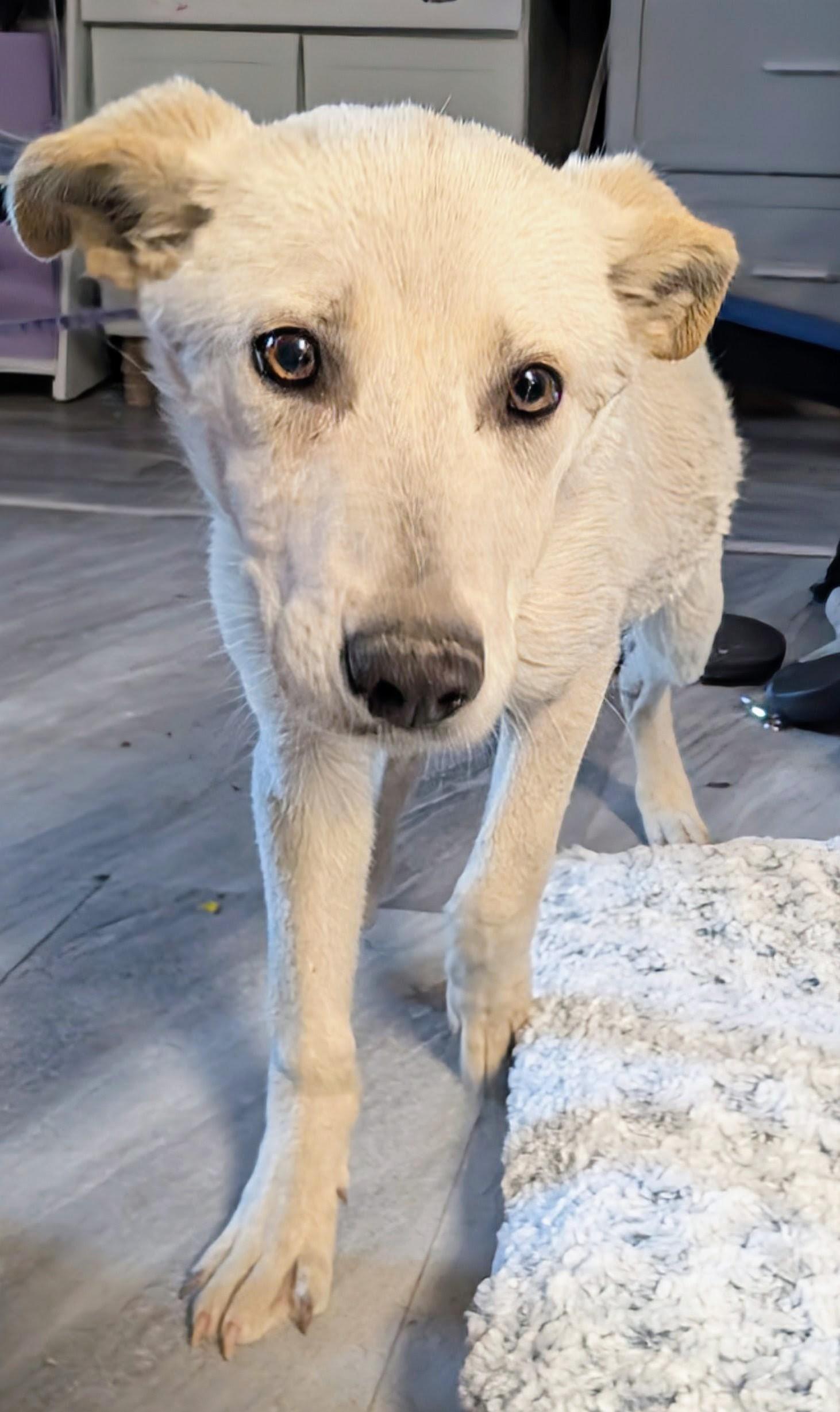 Zina , a ADOPTABLE mixed breed in Saint David, AZ image 4/5