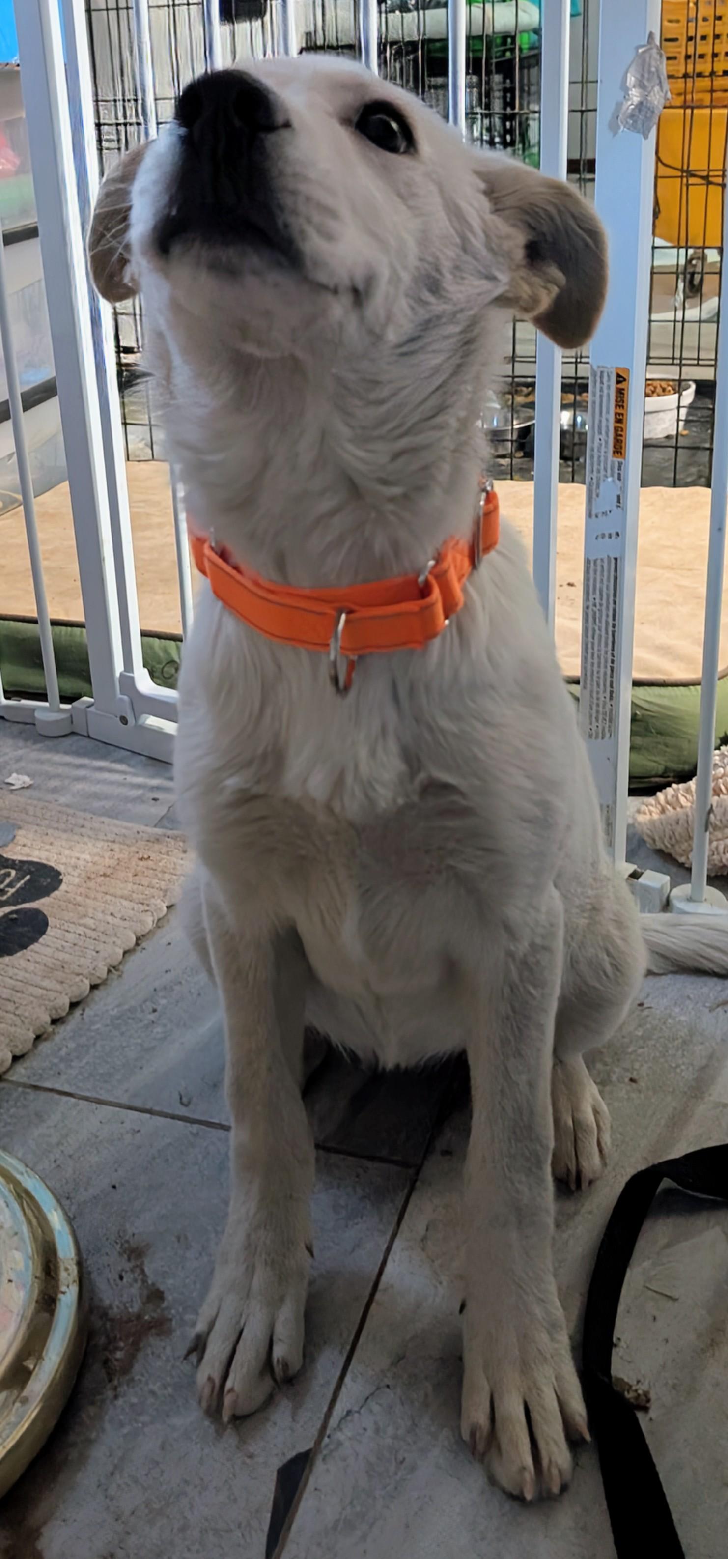 Zina , a ADOPTABLE mixed breed in Saint David, AZ image 5/5