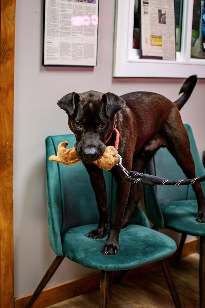 Enlarge Roscoe, a Adoptable mixed breed in Frankfort, NY image 1/6