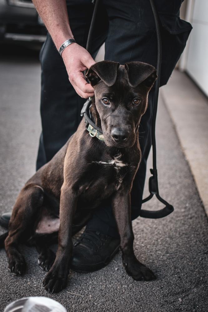 Enlarge Roscoe, a Adoptable mixed breed in Frankfort, NY image 2/6