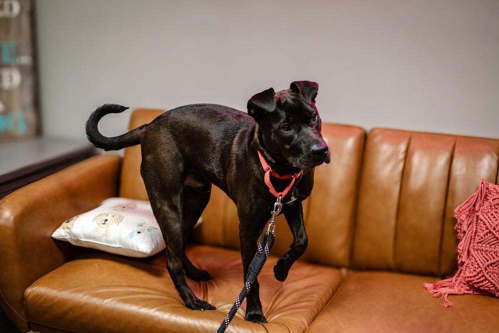 Enlarge Roscoe, a Adoptable mixed breed in Frankfort, NY image 4/6