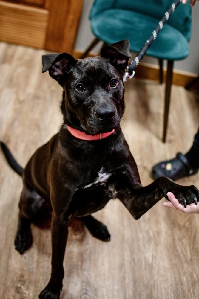 Enlarge Roscoe, a Adoptable mixed breed in Frankfort, NY image 5/6