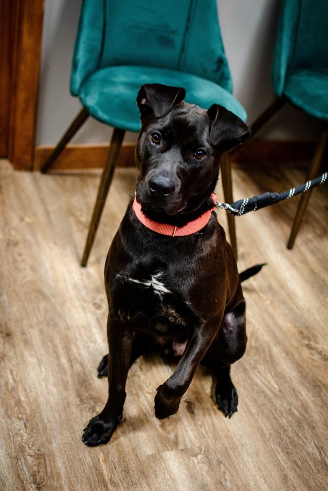 Enlarge Roscoe, a Adoptable mixed breed in Frankfort, NY image 6/6